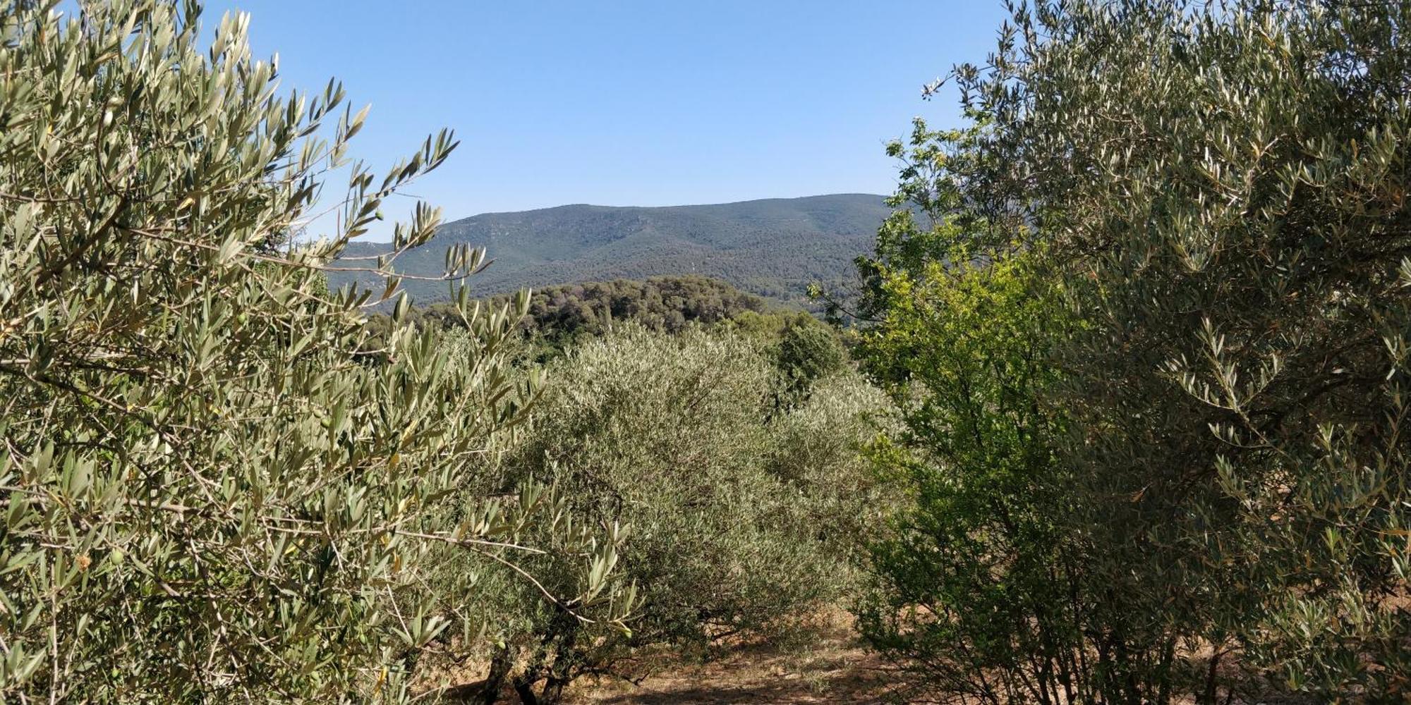 Villa CIGALONS en pleine pinède + PISCINE chauffée Auriol Esterno foto